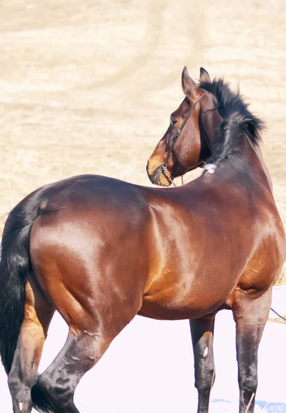 stock image Around bay horse in the spring field