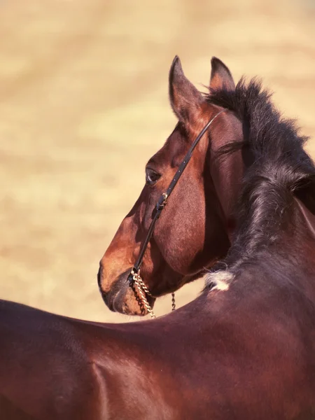 Вокруг заливной лошади на весеннем поле — стоковое фото