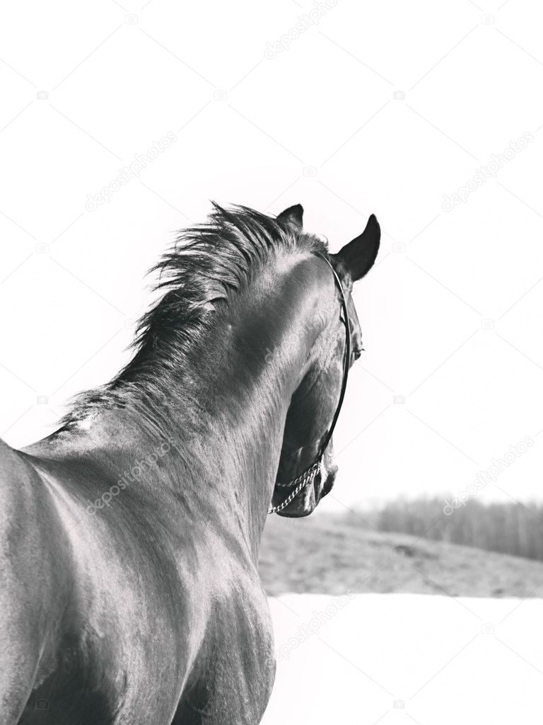 Portrait of horse behind — Stock Photo © anakondasp #6693146