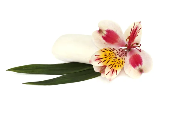 Orquídea e sabão branco — Fotografia de Stock