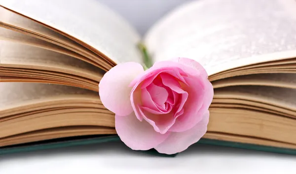 Avattu vanha kirja ja ruusu — kuvapankkivalokuva