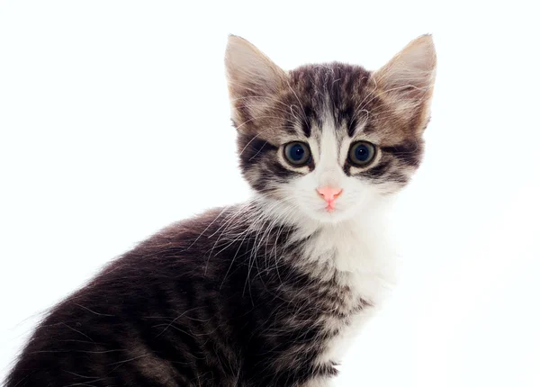 Pluizig grijs kitten — Stockfoto