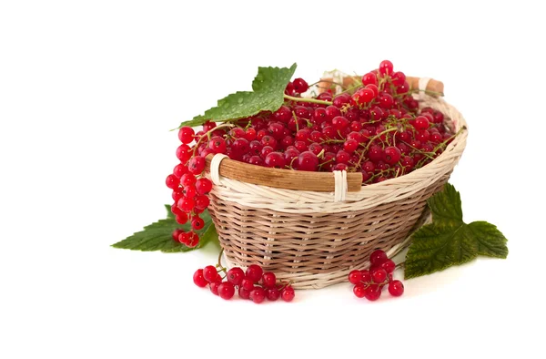 Red currant in a basket — Stock Photo, Image