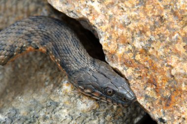 Snake water, latin Natrix tessellata clipart