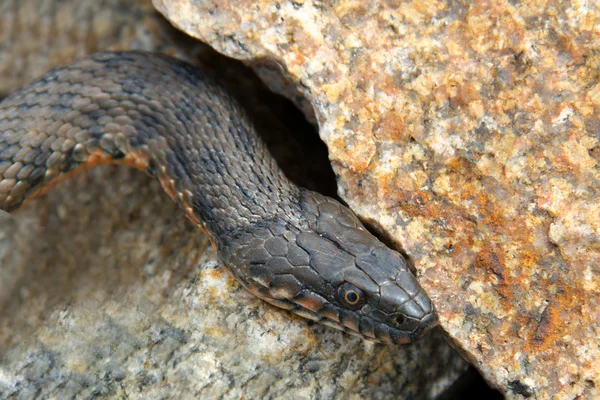 뱀이 물, 라틴어 natrix tessellata — 스톡 사진