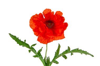 Oriental poppy, oryantal, latin gelincik beyaz arkasında izole