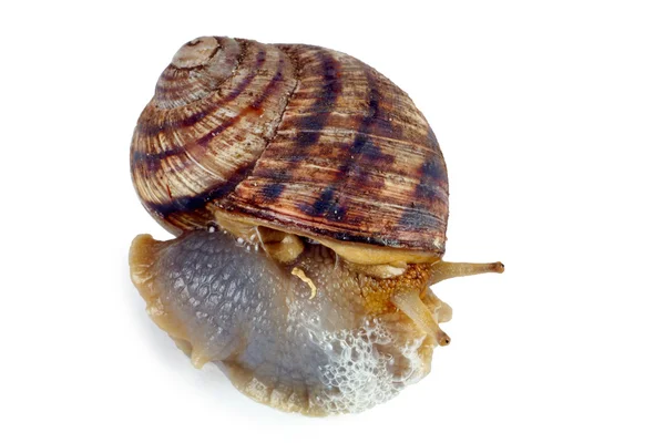 하얀 배경에 고립되어 기어다니는 달팽이 — 스톡 사진
