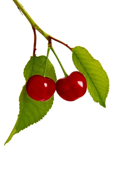 Cherry, isolated on a white background — Stock Photo, Image