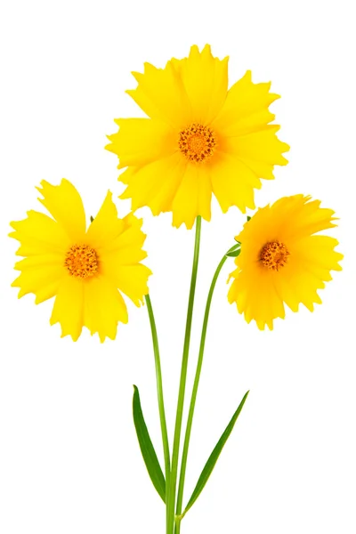 stock image Coreopsis flowers - Latin Coreopsis ferulifolia, isolated on a w