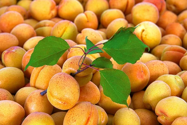 Aprikosen auf einem Bauernmarkt — Stockfoto