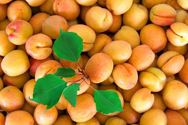 stock image Apricots at a farmers market