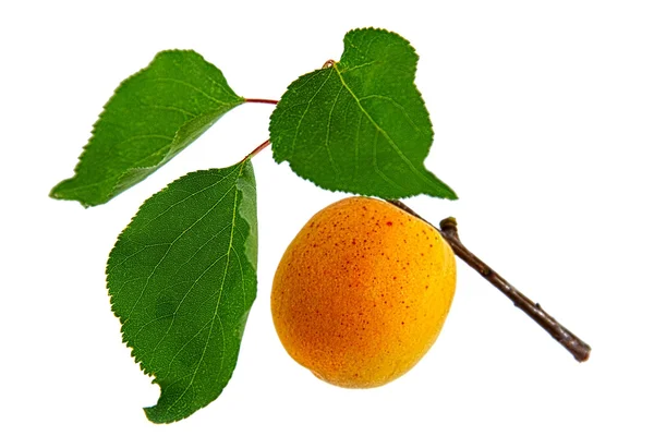Aprikose, isoliert auf weißem Hintergrund — Stockfoto