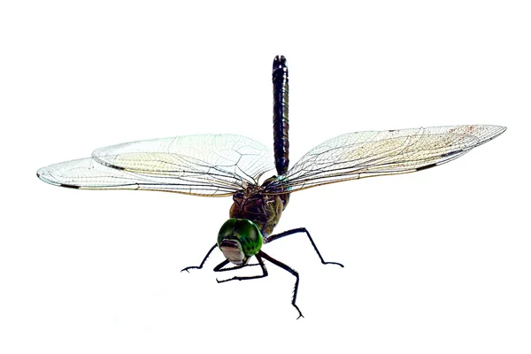 蜻蜓，在白色背景上孤立 — 图库照片