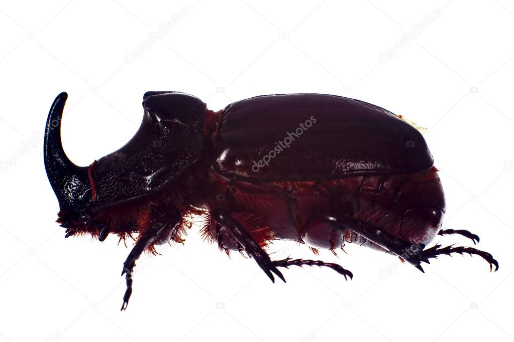 Rhinoceros beetle, isolated on a white background