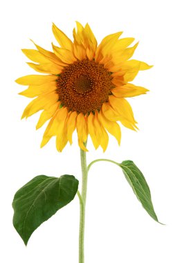 Sunflower isolated on a white background clipart