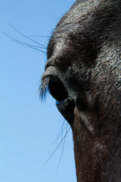 马的眼睛 — 图库照片