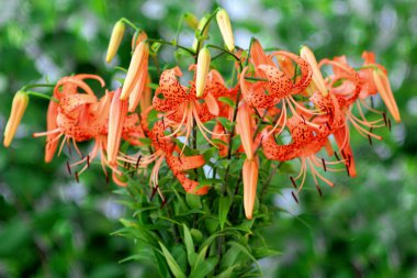 Tiger lily, lat. lilyum lancifolium