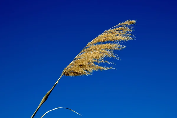 蓝蓝的天空背景上的芦苇 — 图库照片
