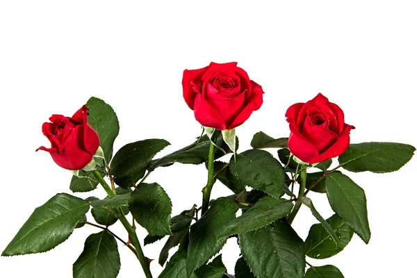 Bukett rosor isolerade på vit bakgrund — Stockfoto