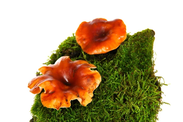 Funghi su una collina verde, isolati su uno sfondo bianco — Foto Stock