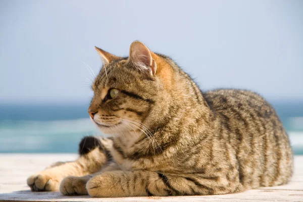 Tomcat sur la plage . Image En Vente