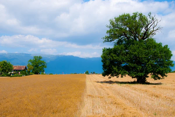 Árbol en campo de grano — Foto de Stock