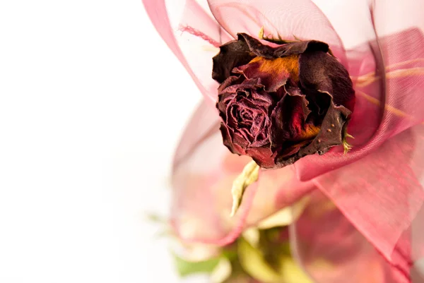 Beautiful dry red rose closeup — Stock Photo, Image