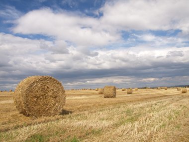 The summer day on field of wheat clipart