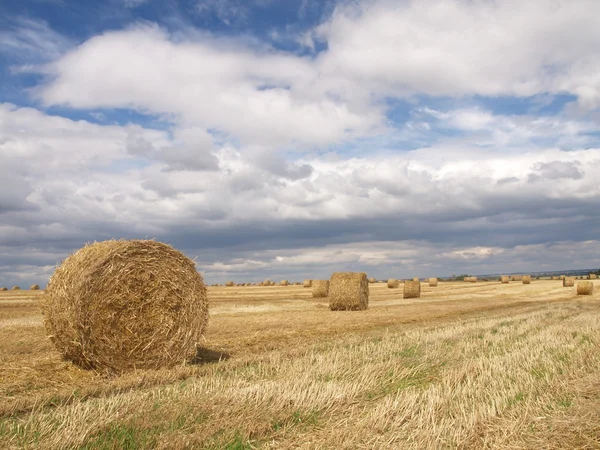 Letni dzień na pole pszenicy — Zdjęcie stockowe