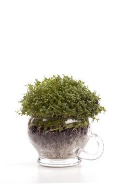 Garden cress