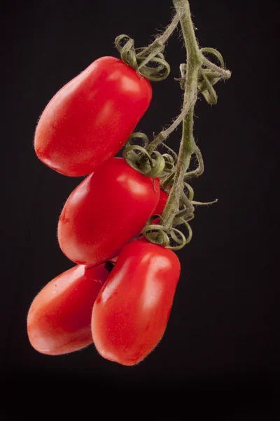 Pomidor Romano — Zdjęcie stockowe