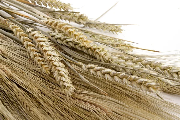 Centeno y trigo — Foto de Stock