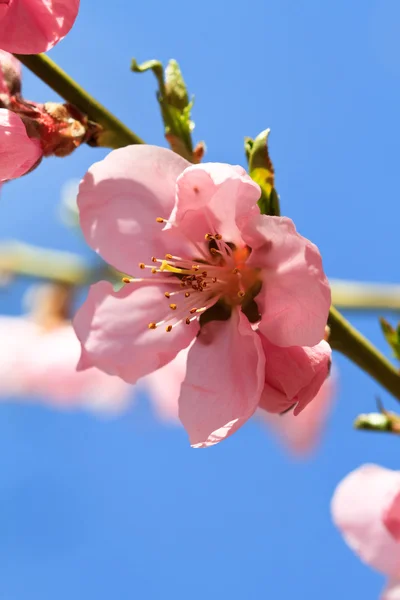 Stock image Spring flowers