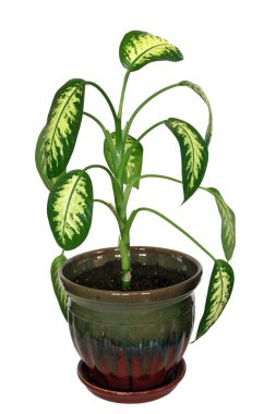 Dieffenbachia clipart