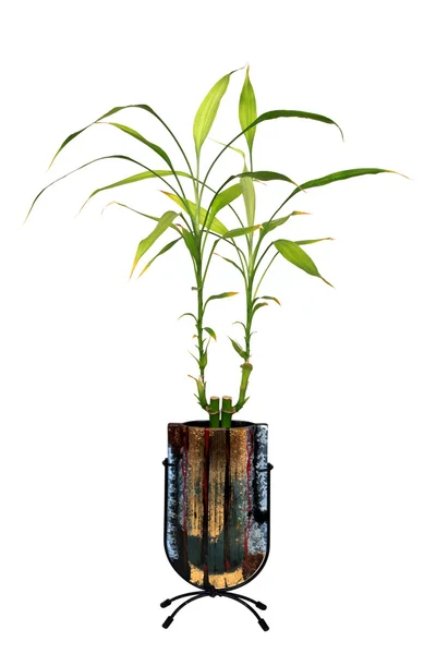 Lucky bamboo — Stock Photo, Image