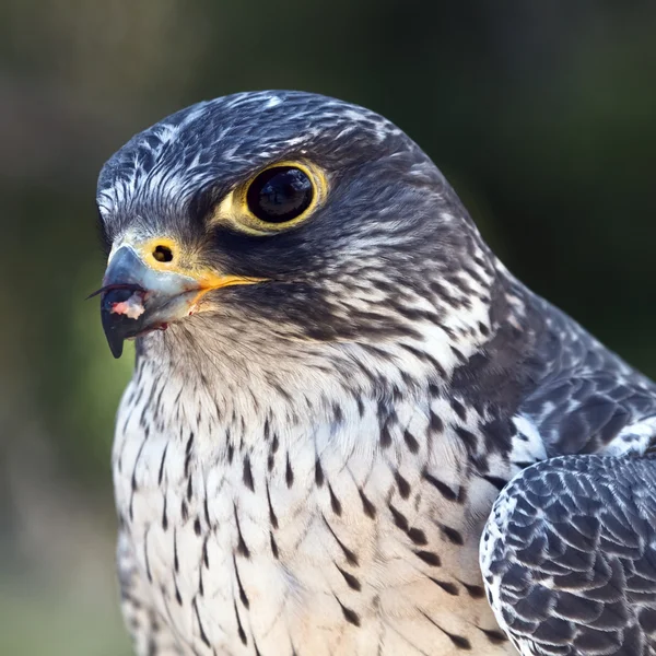 Falcon — Stock fotografie