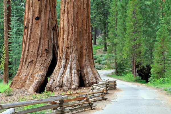 Sequoias gigantes — Fotografia de Stock