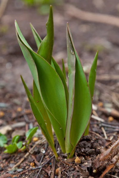 stock image Spring sprout