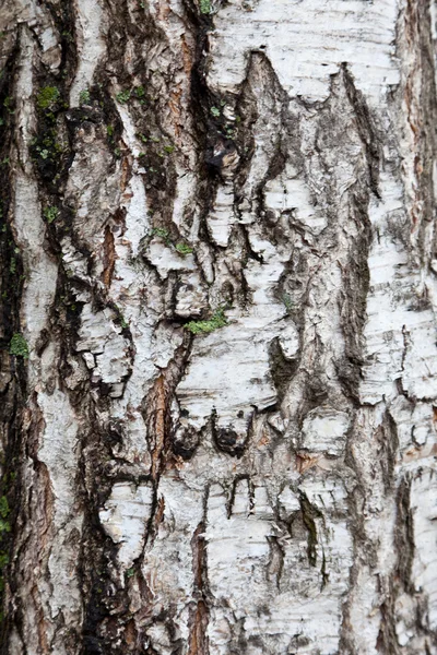 Φλοιό δέντρων — Φωτογραφία Αρχείου