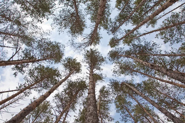 stock image Trees in a green forest in spring