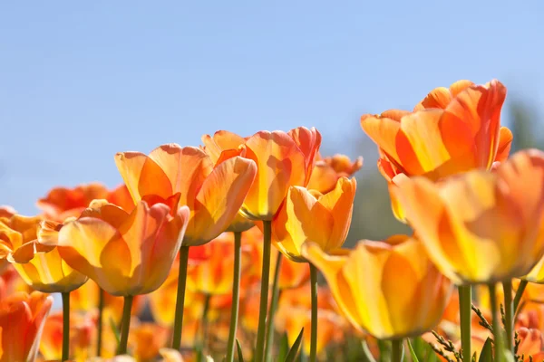 Stock image Orange tulips