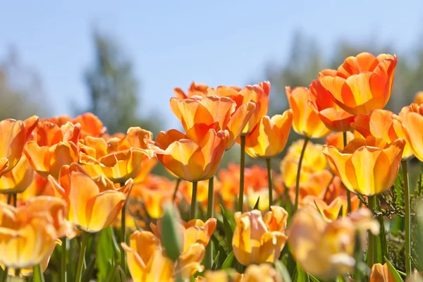 stock image Orange tulips