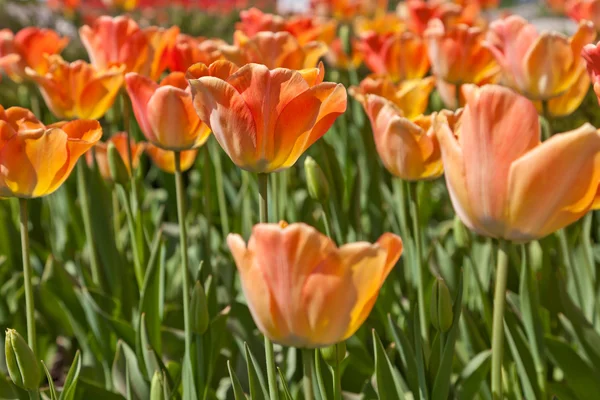 stock image Orange tulips