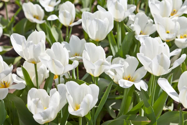 stock image White tulips