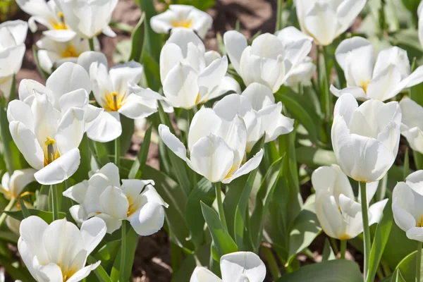 Stock image White tulips