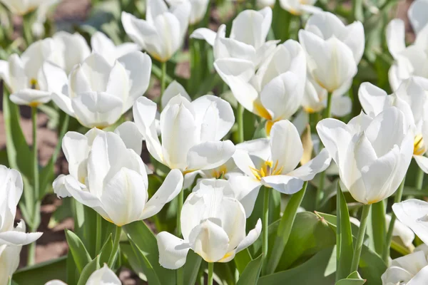 stock image White tulips