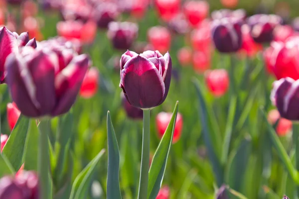 stock image Violet tulips