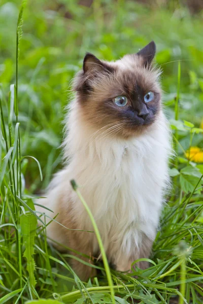Portrait of a cat — Stock Photo, Image