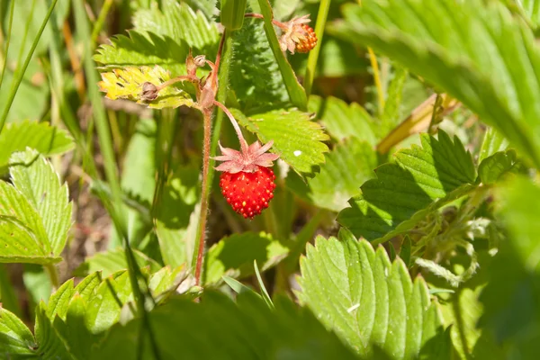 stock image Strawberry on a meadow