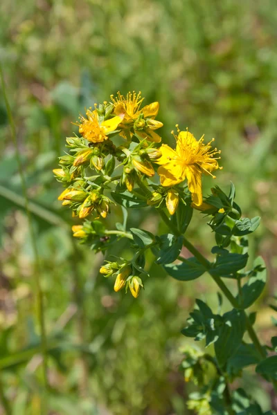 stock image Flowers meadow